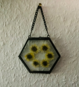 Echte gepresste kleine Chrysanthemen in einem Hexagon-Glasbilderrahmen - Unikat -